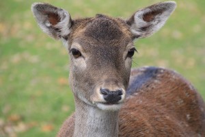 roe-deer-259272_640